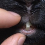 ぷーちゃんの口元に違和感が！　うさぎの歯が折れた時どうするべき？